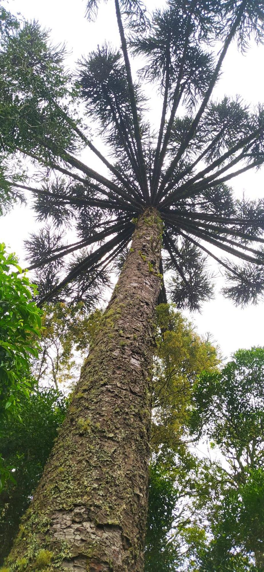 Chacara Rancho Paraiso Piraquara Luaran gambar